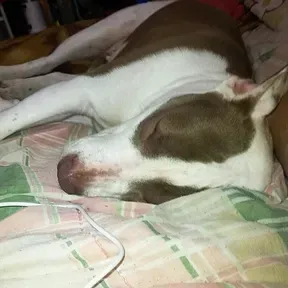 Diguinho