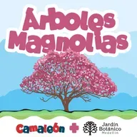 Magnolias: antiguas, resistentes y llenas de misterios