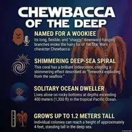 Chewbacca Coral: The Shaggy Giant of the Deep Sea