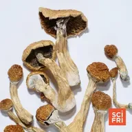 How Are State-Run Psilocybin Therapy Programs Going?