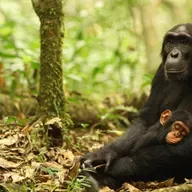 Adaptación genética al hábitat en chimpancés salvajes. Hablamos con Aida Andrés.