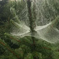 Bald kommt sie: die Weihnachtsspinne? !
