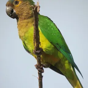 perico