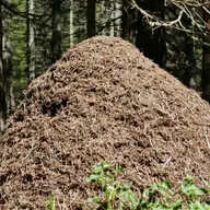 Царь Соломон