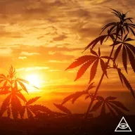 Querem que a maconha continue proibida