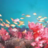 Balıklar su içer mi?