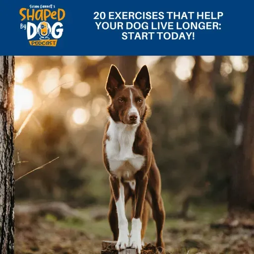 20 Exercises That Help Your Dog Live Longer: Start Today! #317