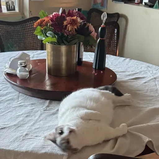 Caropop Holidays Greeting 2025-26