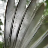 Ep. 77 - Mite-y Cool: The Amazing, Unseen World of Feather Mites