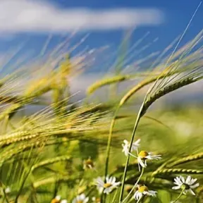 Viento Fresco