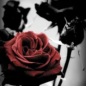Dark Romance
