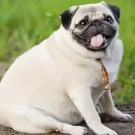 Obesidade nos pets