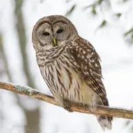 Freedom Song: Harriet Tubman’s Barred Owl Call