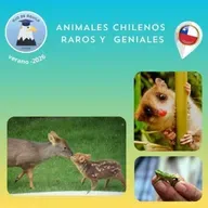 Ojo de Águila Cap 82- Animales curiosos y casi desconocidos...