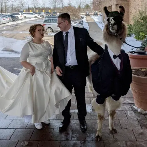 Encore: Llama at a Wedding