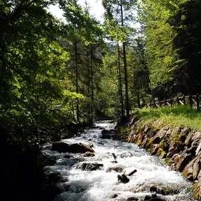 stream
