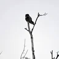 This ‘fairyland’ bog is a beacon for winter birders – and a sponge for the climate