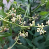 Estação Espírita 59