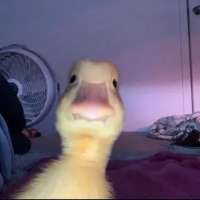 Treasdhjv