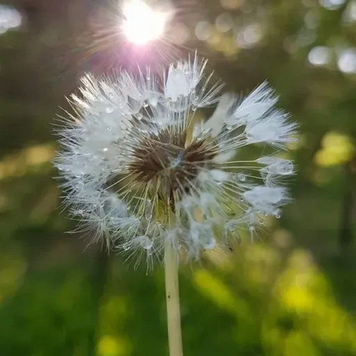 Nuevo Enfoque Educativo.