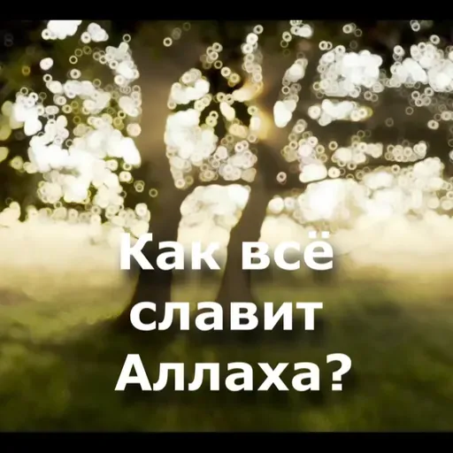 Как все славит Аллаха? (ru-nur.com)