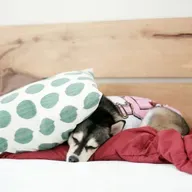 Gravidez psicológica em cachorras: quando isso ocorre?