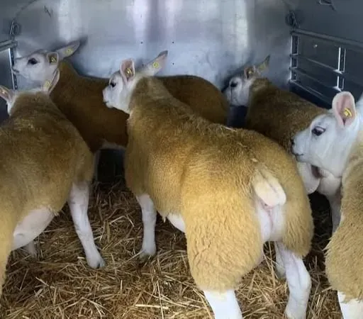 Fergal Ó Sé; Feirmeoir Caorach Texel