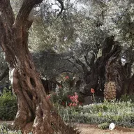 The Garden of Gethsemane