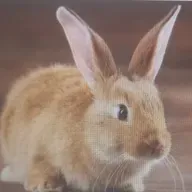 Conheça 10 curiosidades sobre o Coelho.