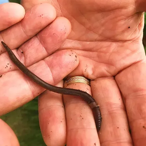 Worm Wars