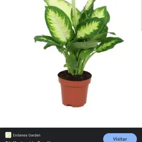 Emmanuelito