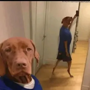 Pollo22