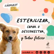 Temporada 16 - Esterilizar, capar o desconectar, y todos felices