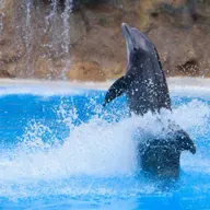 Marine Mammals’ Silent Struggle by Vera Veríssimo