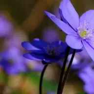 No esforço comum - lição e comentário