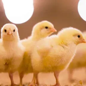 RADIO POLLO