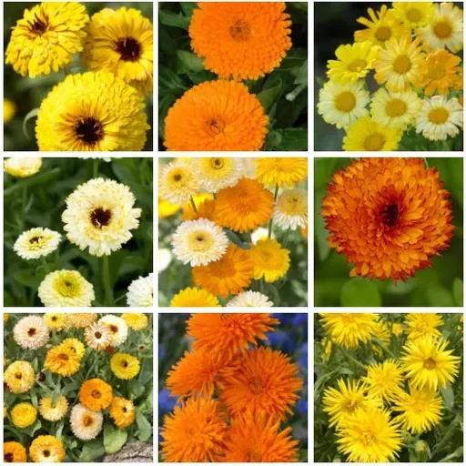 2025 Plant of the Year - Calendulas