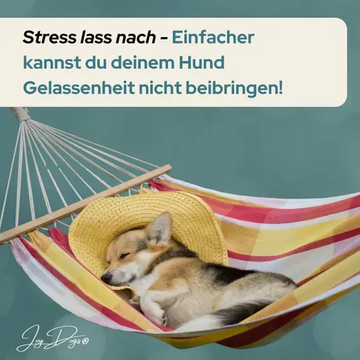 Stress lass nach - Einfacher kannst du deinem Hund Gelassenheit nicht beibringen!