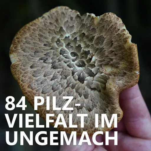 #84 Pilzvielfalt im Ungemach