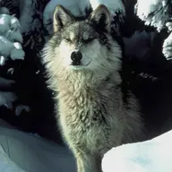 El Lobo, de Hermann Hesse (+12)