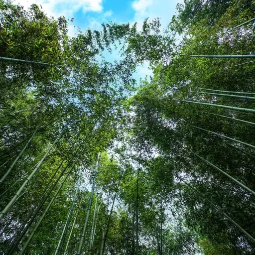 No.210 - Bosque de Bambú + lluvia Suave, para dormir Profundamente ️