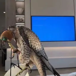 Qtr111