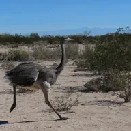 Biodiversidad: Salud, comida y futuro dependen de ella