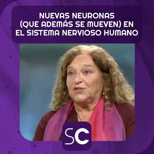 Nuevas neuronas (que además se mueven) en el sistema nervioso humano