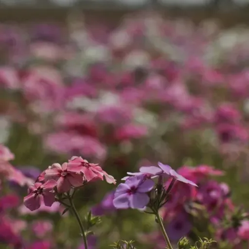 Homem morre em confronto com a polícia no Bruno Bacelar
