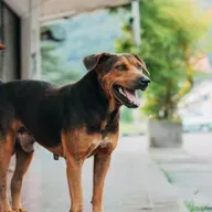 Carnaval: dicas para cuidar dos pets nos dias de folia