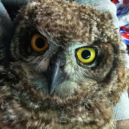 Rottegif onder die loep