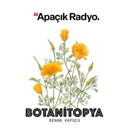 Dişbudak ağacı