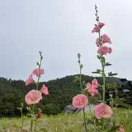 朝ラン24℃。ワンのブザ昼が一番長い日と飯山の梅干し作りとNHK朝ドラのバチバチ東西対決。#1895 from Radiotalk