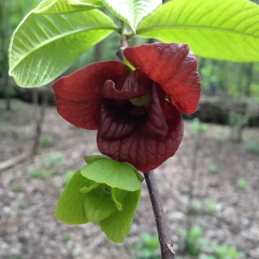 Ep. 550 - For the Love of Flowers (feat. Sam Tallent)